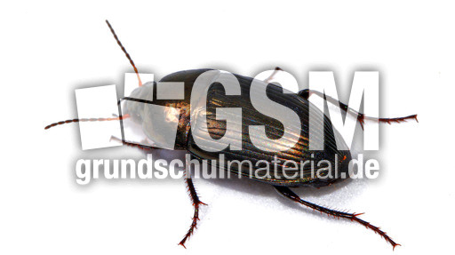 Ovaler Kanalläufer_3.jpg